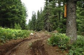 Строежи върху заменени гори и земи – само ако се закупят по пазарни цени