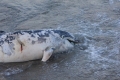 МВР и прокуратурата отказаха да се занимават с разстрелян делфин