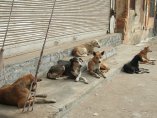 София прехвърли битката с уличните кучета на агроминистъра