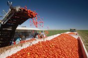 Акциите по границата и борсите вдигнали изкупната цена на доматите