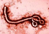 Пореден проблем с ебола - да бъде открит източникът на вируса в природата