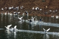 Изолиран случай на птичи грип в Бургаско