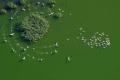 Сто и осем загинали от птичи грип пеликани в делтата на Дунав