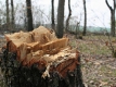 Камери, джипиеси и забрана на сеч по тъмно ще борят незаконния дърводобив