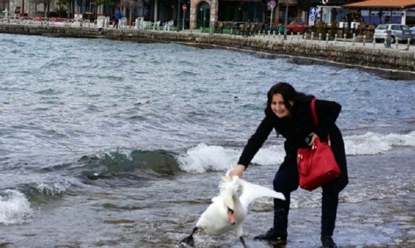Българска туристка убила лебед в Охрид докато се снима с него