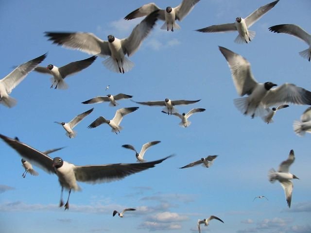 Сигурността на полетите в Русия е застрашена от неефикасната защита срещу птици