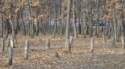 Екозащитници искат ограничения за поддържащата сеч, прикриваща дърводобива