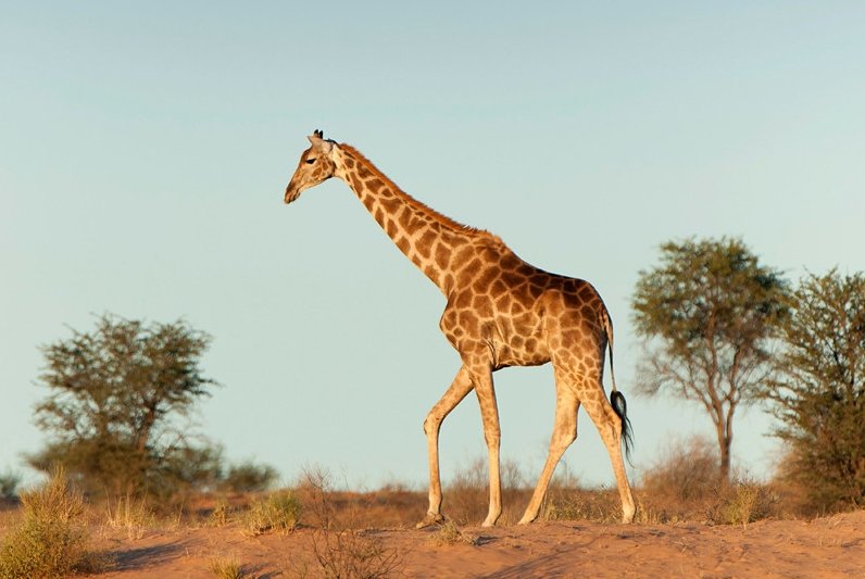 Жирафите са застрашени от изчезване, предупредиха природозащитници