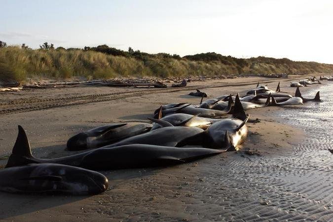 Над 400 кита излязоха на плаж в Нова Зеландия
