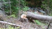 Започва маркирането на опасни дървета в Борисовата градина