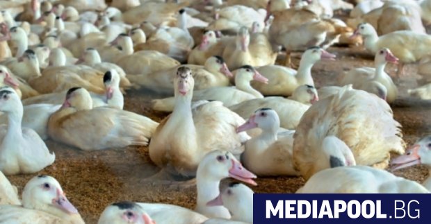 Общо четири огнища на болестта инфлуенца по птиците птичи грип