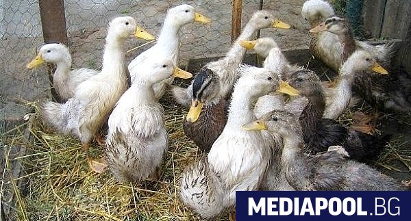 Отглеждането на патици в страната е спряно заради птичия грип