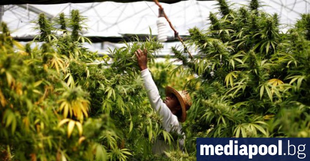 Държавният съвет на Холандия разреши днес на Амстердам да ограничи