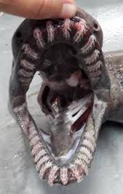 Акула от времето на динозаврите беше уловена край Португалия