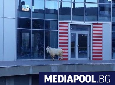 Безстопанствен пръч броди из улиците на Шумен съобщава местното онлайн