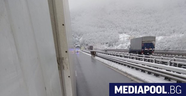 Разхождаща се на Хемус крава Разхождащи се мечка на магистрала