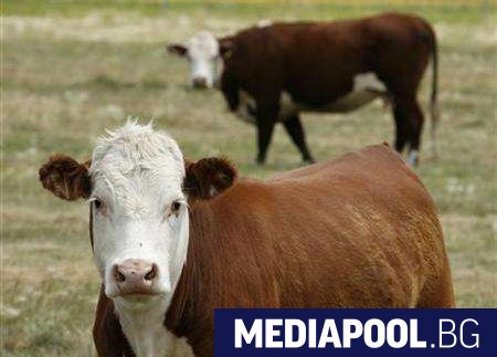 Животновъдите са взели най много европейски субсидии за инвестиции в стопанствата