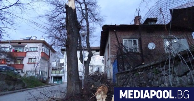 Пречупено от вятъра дърво в четвъртък в Благоевград Опасно силни