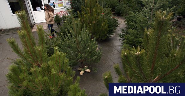 За предстоящите новогодишни празници в продажба ще бъдат пуснати около