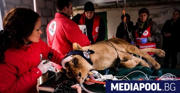 Сн БГНЕС 12 годишната бременна лъвица Рая ще бъде транспортирана от