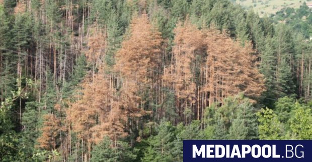 Един от приоритетите на държавните горски предприятия през 2018 г.
