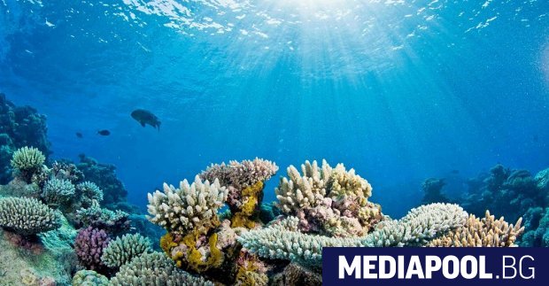 Кораловите рифове от Тайланд до Австралия са покрити с повече