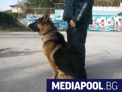 Тази година специално обучени кучета ще помагат на полицаите да
