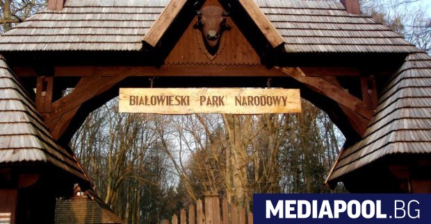 Решението на Полша да увеличи сечта в Беловежката гора нарушава