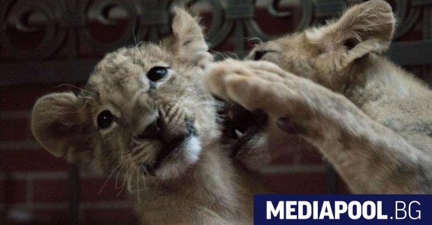 Сн БГНЕС Близо половин година след като като по чудо