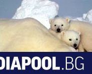 Част от белите мечки в Арктика губят тегло по време
