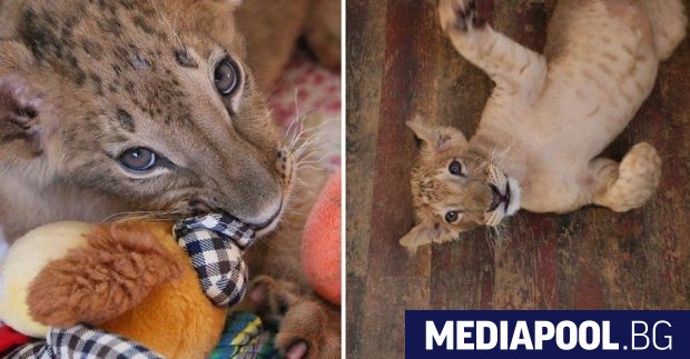Лъвчетата Терез и Масуд, които бяха спасени от незаконния зоопарк