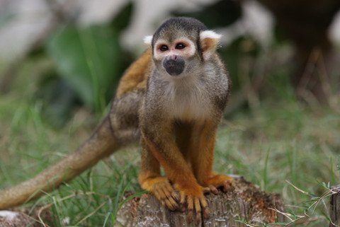 Германски учени са обвинени в жестоко отношение към маймуни