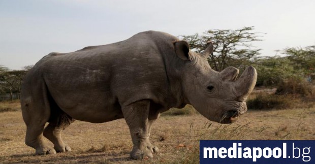 Последният мъжки северен бял носорог е починал и видът е