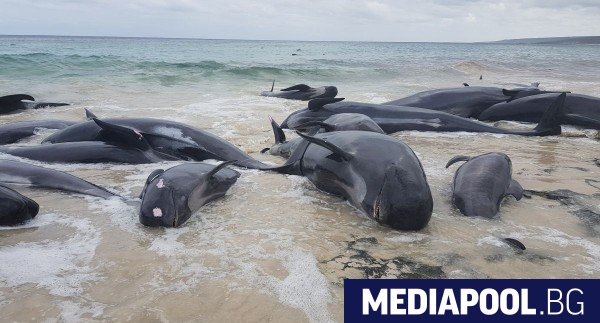 Над 150 кита бяха открити заседнали на плаж в Австралия,