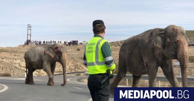 Магистрала в Испания беше затворена заради пет слона които избягаха