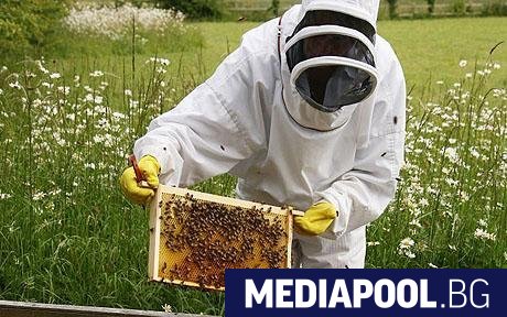 От години природозащитници предупреждават че пчелите измират и привличат вниманието