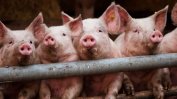 Забрана за гледане на прасе в двора искат индустриалци