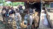 Музей на магаретата отвори врати в Черна гора
