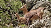 WWF: Разширяването на туристическите зони в Пирин заплашва и дивите кози