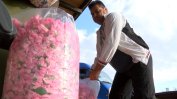 ДФЗ плати за пръв път субсидия за зимно пръскане на рози