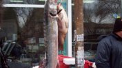 София отваря пазар за прясна риба за Никулден