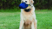 Продажбите на предпазни маски за кучета отчитат рекорд