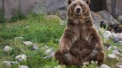 Грижата за мечките е във фокуса на Часът на Земята 2021