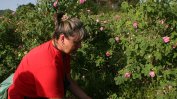 Земеделското министерство търси варианти за подкрепа на розопроизводителите