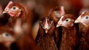 Заради птичи грип унищожават 177 000 кокошки в птицеферма в Асеновград