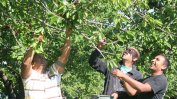 Тонове кюстендилски череши ще останат по дърветата поради липса на пазар