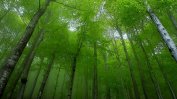 Дървопреработватели искат сеч във вековните гори под предлог, че горите намалявали