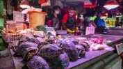 В китайския град Ухан причиняващи холера бактерии в костенурки тревожат хората