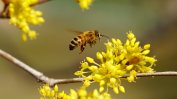 Служебната власт е договорила с ЕК още 1 година да се ползват опасни за пчелите пестициди
