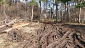 В Борисовата градина вероятно секат заради строеж, за който няма разрешение